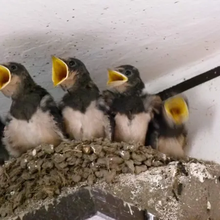 & Garkueche Leutenberg