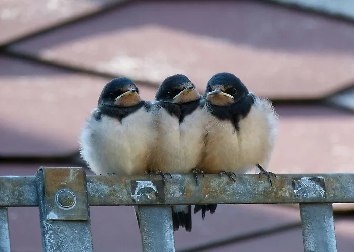 Hotel Hotel&gasthof Garküche Leutenberg