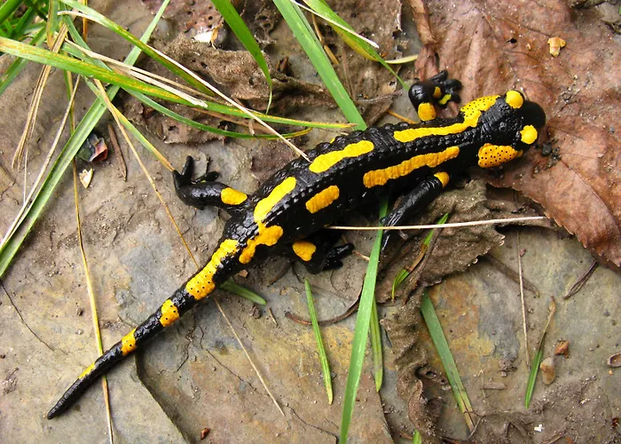 Hotel&gasthof Garküche Hotel 3*